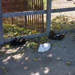 Cambria_2015_0144 (November 07, 2015)